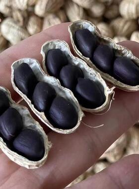 西带双版黑花黑生富硒新鲜黑皮花EJD生米壳花生农家自种500纳g土