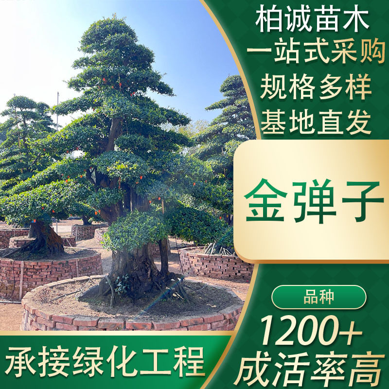 金弹子桩景常绿乔木产地批发
