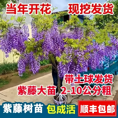 日本紫藤树苗庭院围墙爬植