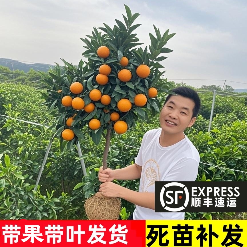顺丰包邮橘子树带土带果包活