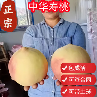 嫁接新品种桃树果苗中华寿桃苗特大树水果树冬桃南方北方种植盆栽
