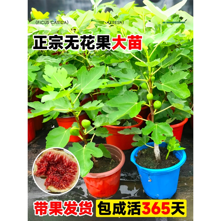 无花果树果苗带果盆栽树苗波姬红特大果南北方四季格莱斯果树耐寒