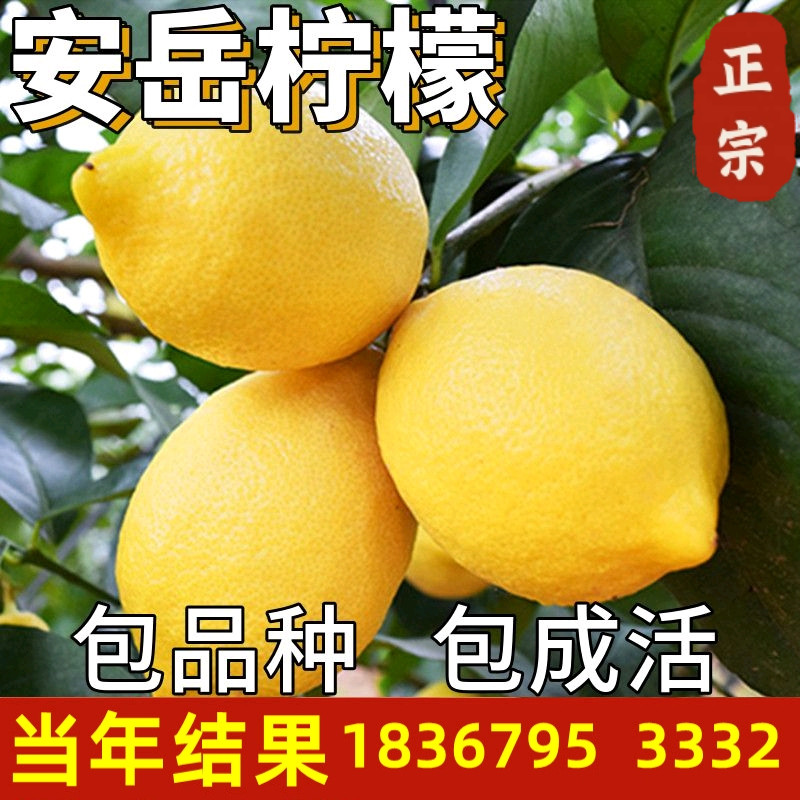 安岳柠檬树苗庭院地栽四季种