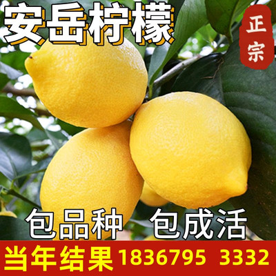 安岳柠檬树苗庭院地栽四季种