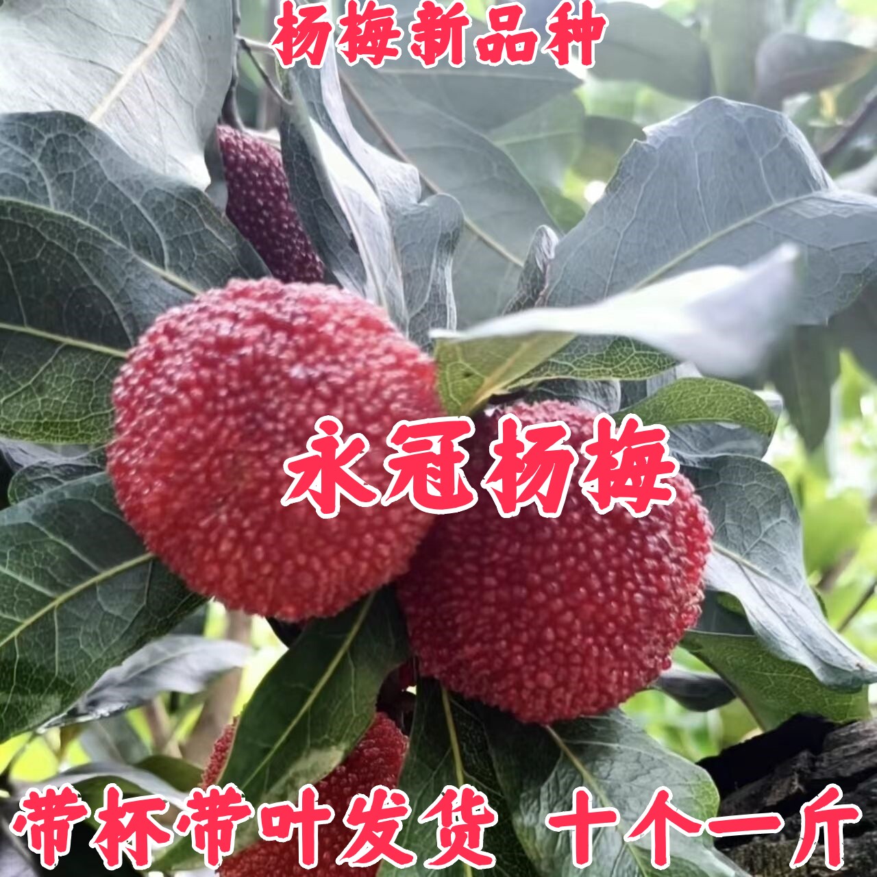 顺丰包邮永冠杨梅带叶带杯发货图片