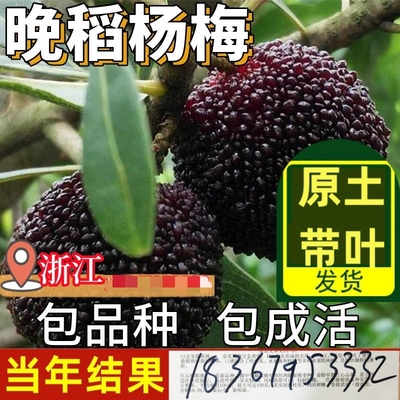 晚稻大杨梅树苗原土原杯发货