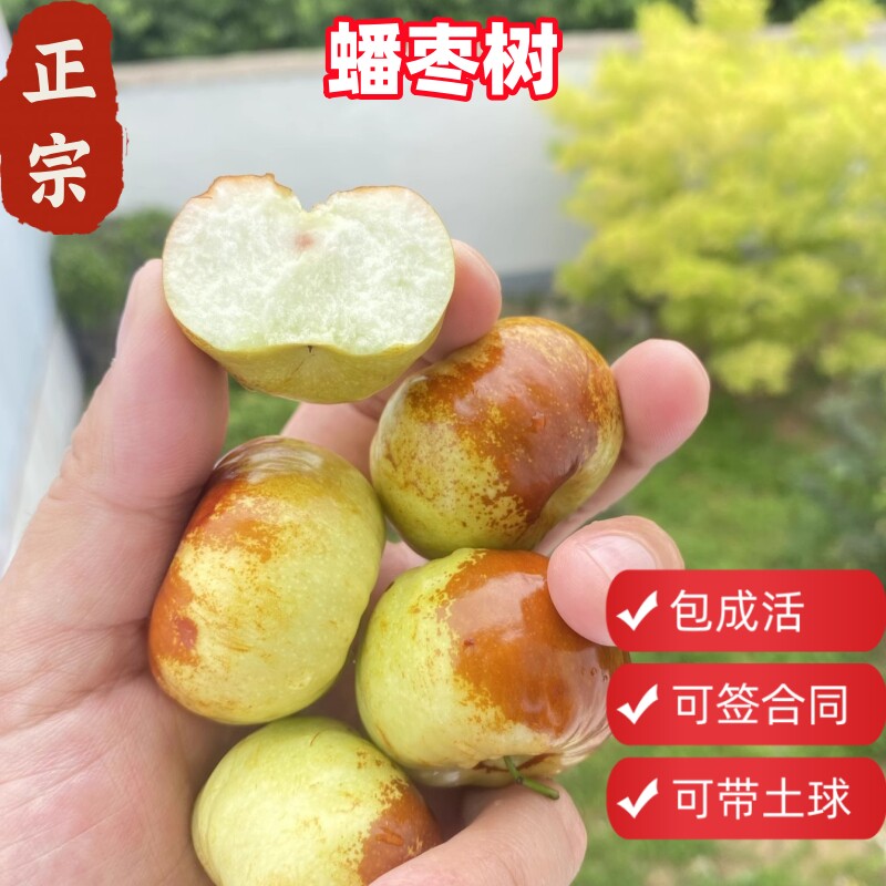 嫁接蟠枣树活苗带土球二代冬枣子特大水果树果苗盆栽大全南方种植