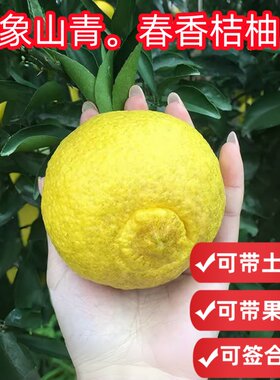 春香桔柚象山青带果带土球包活