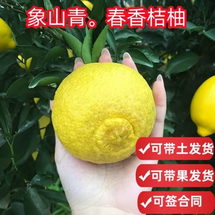 象山青树苗春香桔柚黄金贡柚水果树果苗盆栽特大树桔子树苗橘子树