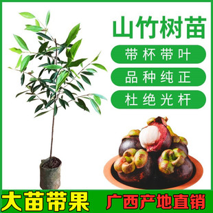 无核山竹苗山竹果树苗盆栽地栽山竹常绿当年结果南方带果四季种植