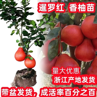暹罗红柚子苗南北方庭院地栽子树
