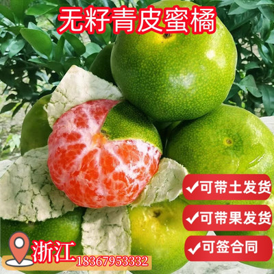 林科院直销无籽青皮蜜橘带果发货