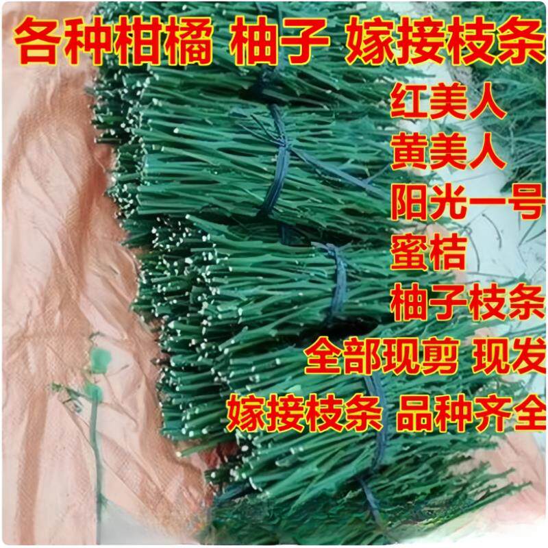 柑桔枝条柑橘嫁接枝条橘子接穗果树苗接穗爱媛春见甘平柚子明日见