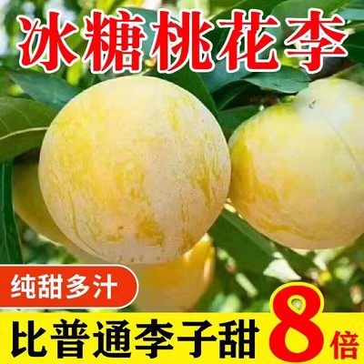 四川冰糖李子树苗嫁接脱骨蜂