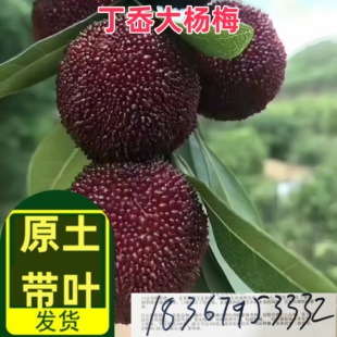 嫁接丁岙大杨梅树树苗浙江东魁特大树大果水果树果苗南方种植盆栽