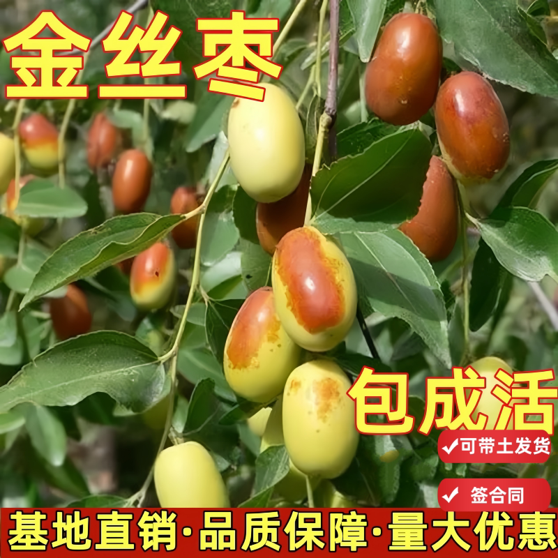 金丝枣树活苗带土球沾化冬枣二代特大南北方种植水果树果苗盆栽