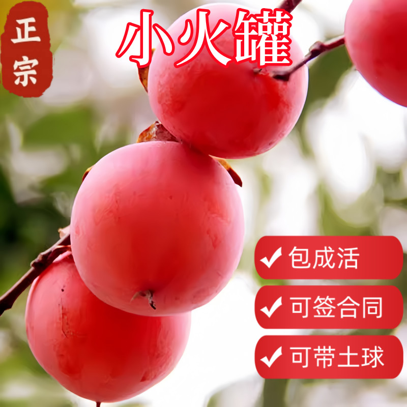 顺丰柿子树苗带土球包活当年结果图片