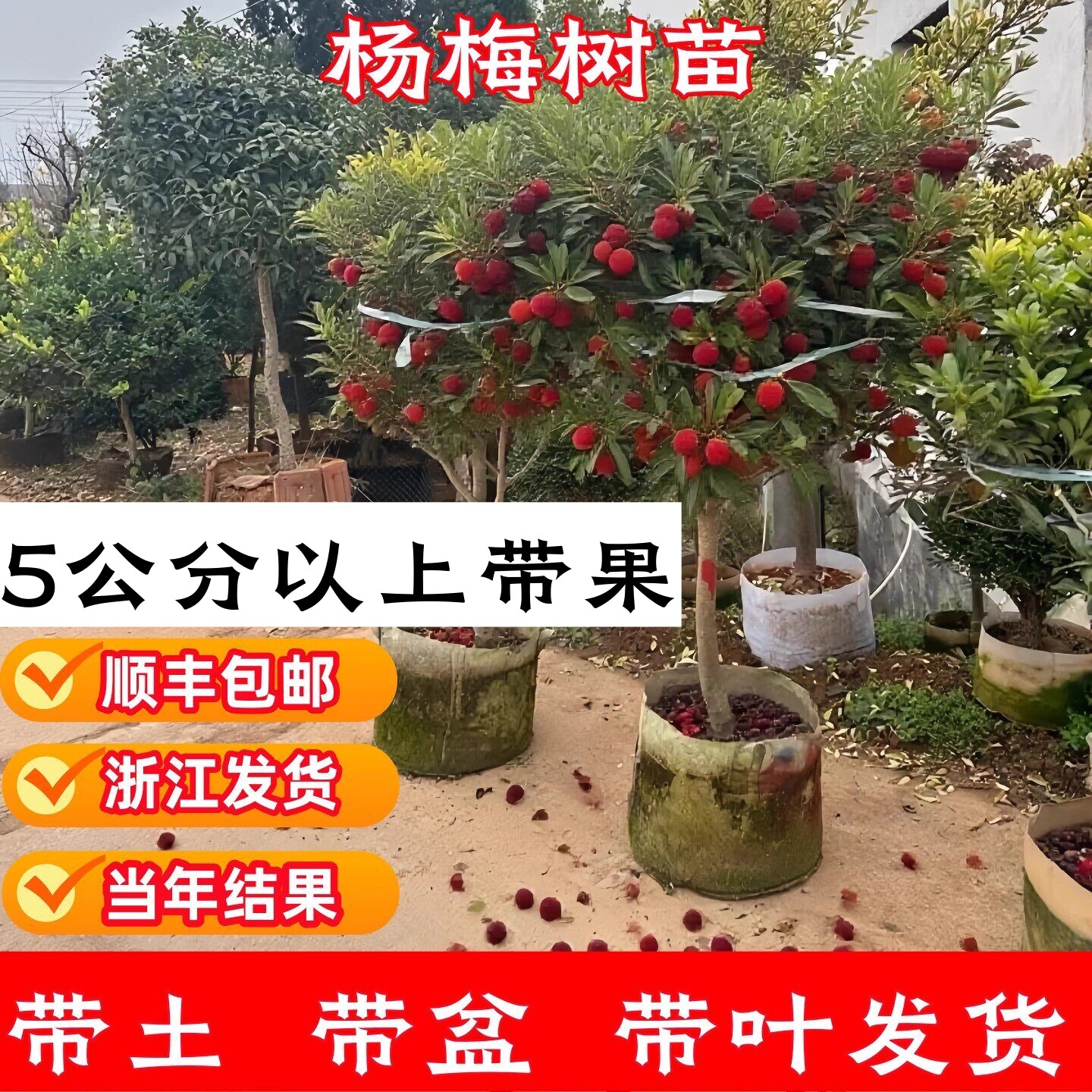 正宗浙江仙居特大东魁杨梅树树苗嫁接苗大果苗果树苗南方种植盆栽