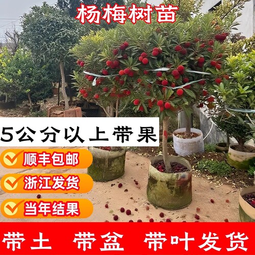 顺丰包邮杨梅树苗原土原杯包活