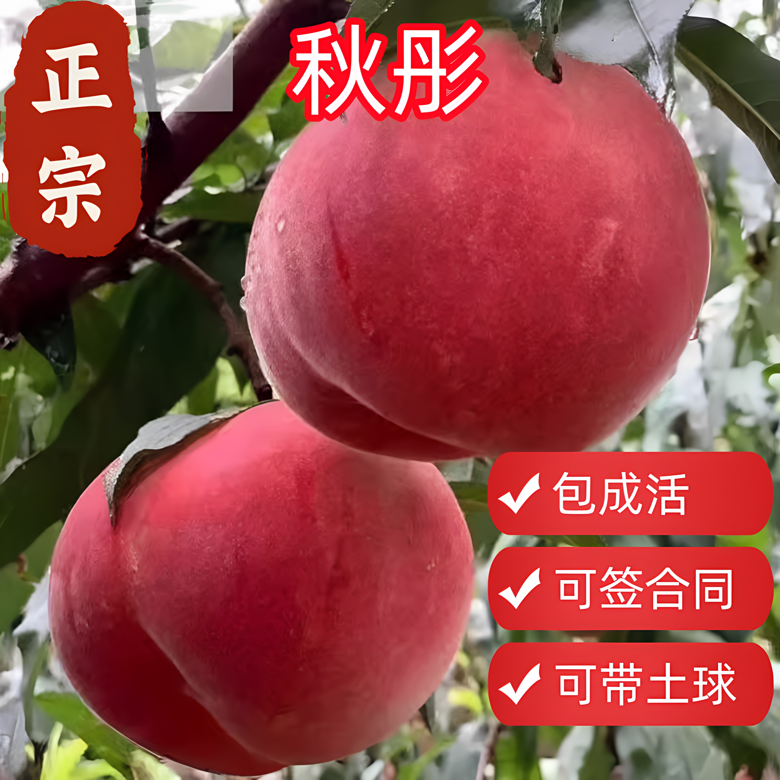 金秋红蜜水蜜桃树苗冬桃晚熟南北方种植盆栽水果树果苗嫁接新品种