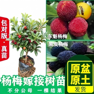 浙江特大号杨梅树树苗大果东魁水晶大树苗水果树果苗盆栽南方种植