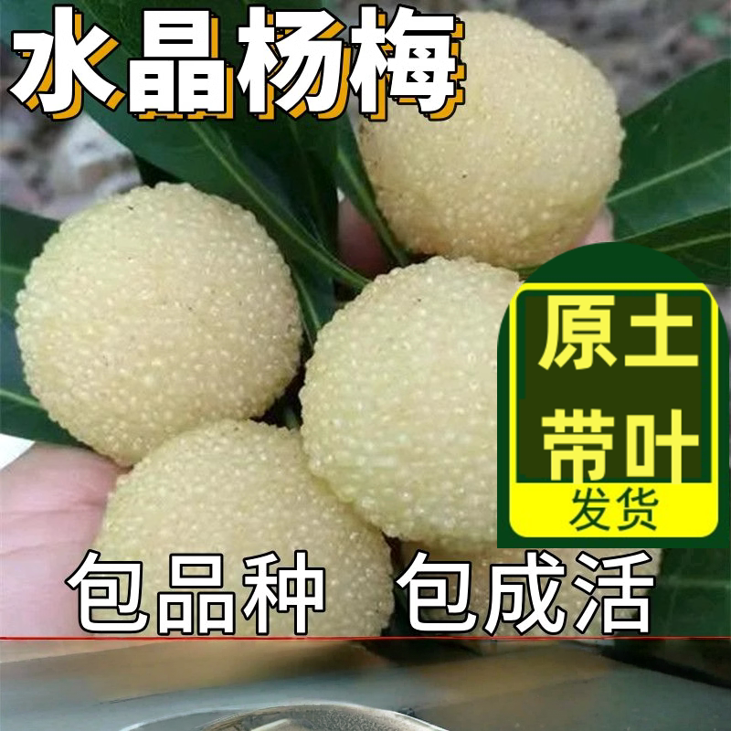 浙江嫁接水晶大杨梅树树苗东魁特大号大树大果水果树果苗南方盆栽