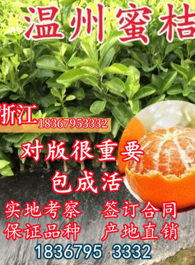 林科院直销温州蜜桔苗带土球