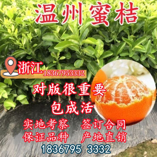 林科院直销温州蜜桔苗带土球