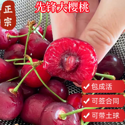车厘子大樱桃带土球包活