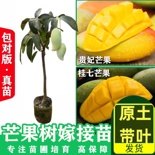 嫁接芒果苗树特大四季金煌贵