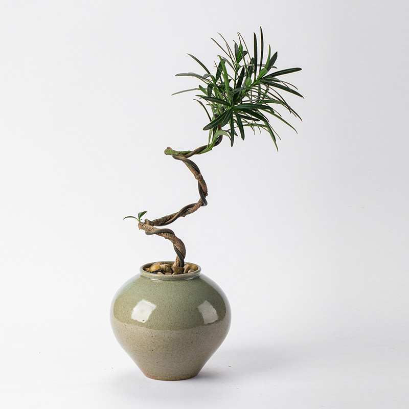 罗汉松造型盆景室内客厅植物茶室窗台易养观叶花卉绿植盆栽去甲醛
