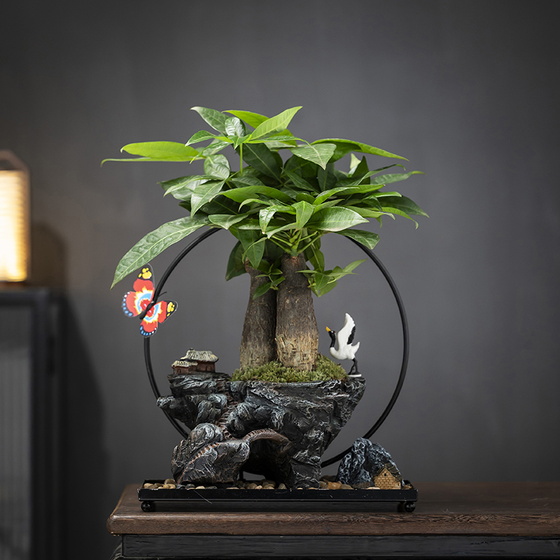 发财树盆栽小叶紫檀绿植室内办公桌面茶室艺术盆景观赏摆件送礼品