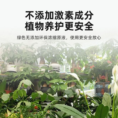 黄杨肥料专用肥营养液盆景地栽大树绿叶小叶皱皮瓜子雀舌黄杨液肥