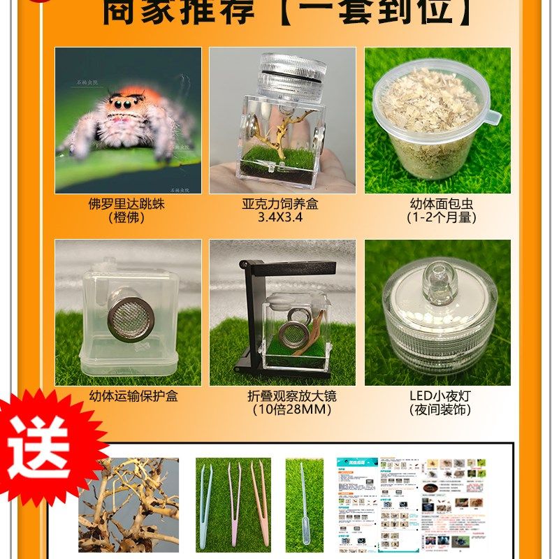 跳蛛宠物佛罗里达跳蛛小蜘蛛灰佛跳蛛橙佛跳蛛卢卡斯异宠蜘蛛宠物