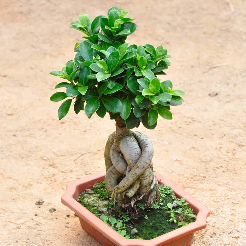 耐阴花木绿植榕树室内桌面小榕树发财树花卉人参榕大型盆景带盆栽