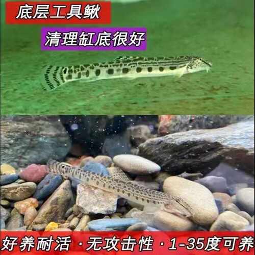 原生鱼洗沙器冷水清道夫