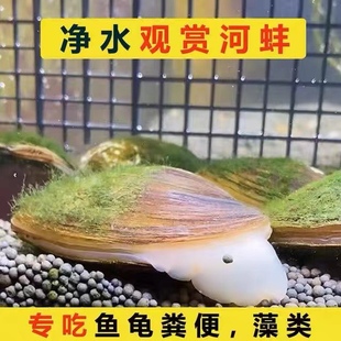 原生河蚌圆顶珠蚌观赏螺黑金刚活体宠物淡水冷水鳑鲏旁皮繁殖除藻