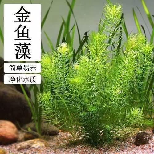 金鱼藻水草鱼缸造景装饰净化水质简单易养淡水绿植