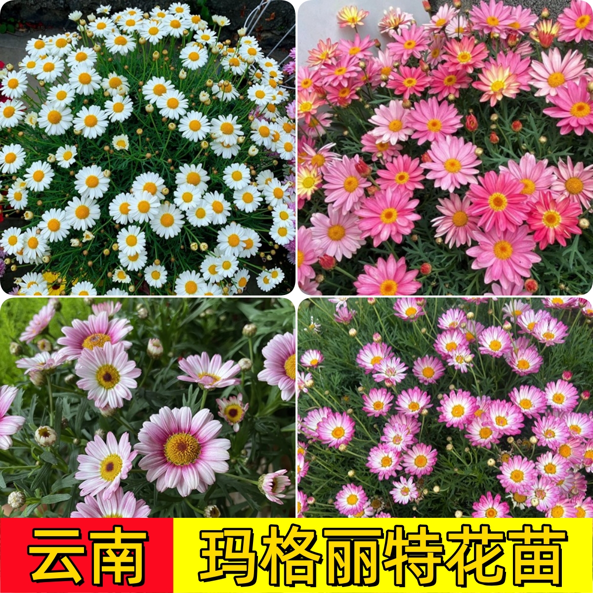 云南玛格丽特花苗菊花苗室内室外盆栽地栽好种植懒人花卉易活多色