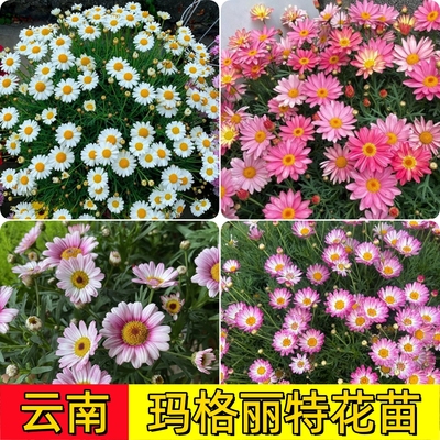 云南玛格丽特花苗菊花苗室内室外盆栽地栽好种植懒人花卉易活多色