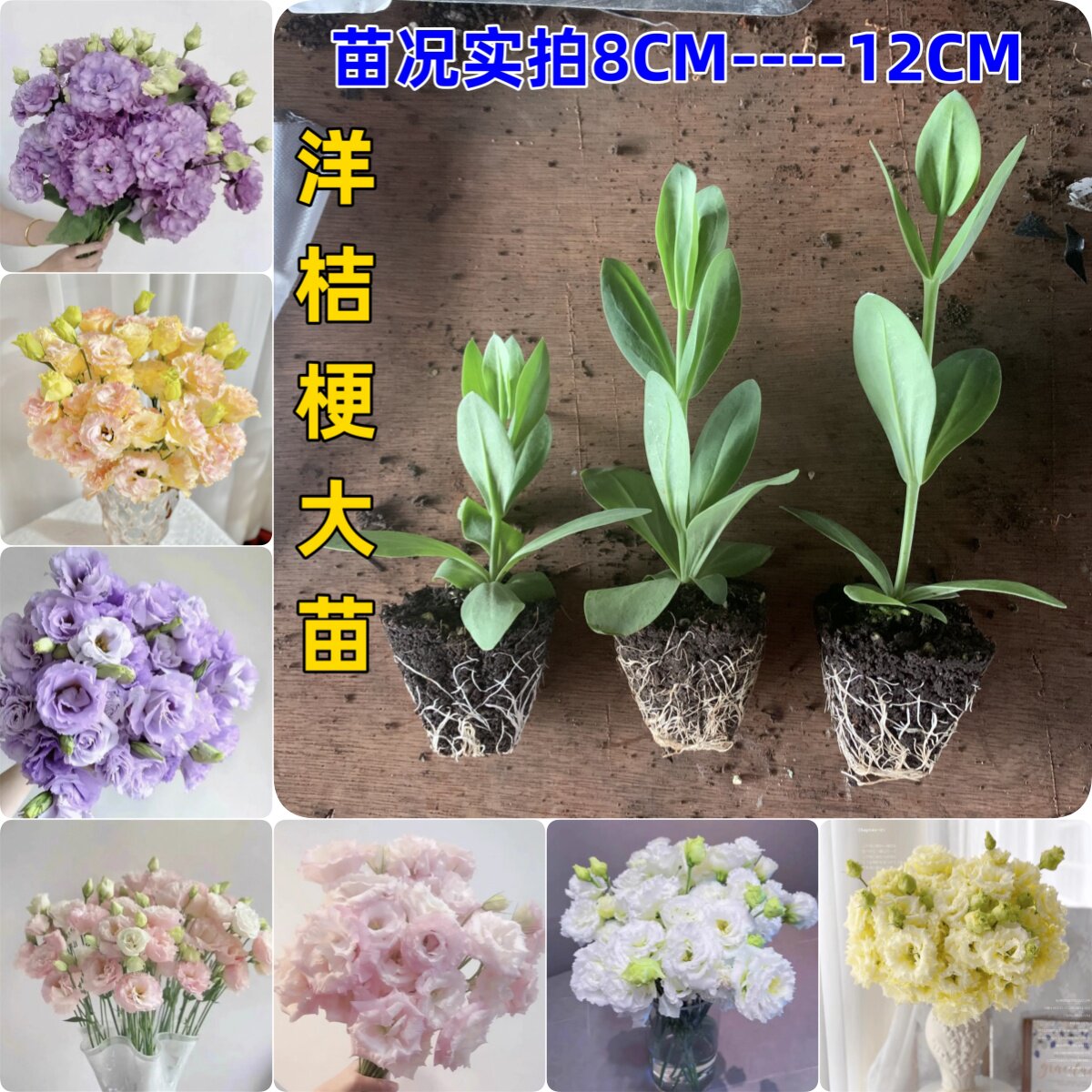 云南发货重瓣洋桔梗大花苗多年生易养活庭院阳台盆栽花卉花期好种
