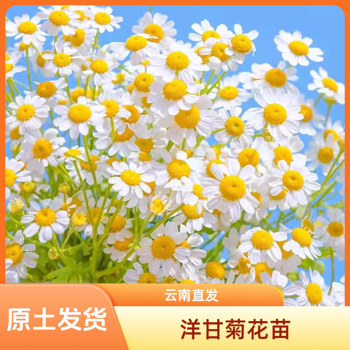 洋甘菊花苗盆栽多年生耐寒耐热阳台庭院花园组合植物花卉好养包邮