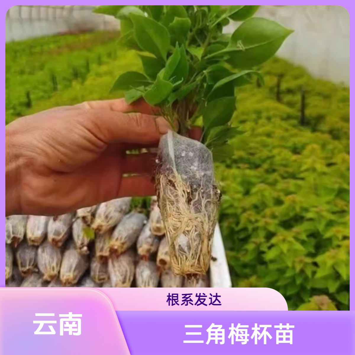 云南发货三角梅大花杯苗叶子花根系发达花期好种多色庭院懒人盆栽