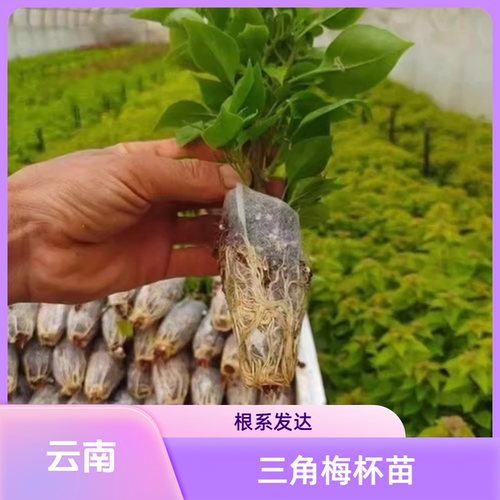 云南发货三角梅大花杯苗叶子花根系发达花期好种多色庭院懒人盆栽