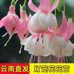 云南发货倒挂金钟花苗盆栽室内外灯笼花重瓣花苗耐寒耐热绿植多季