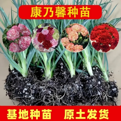 重瓣康乃馨花苗多颜色高杆大花庭院绿植懒人易种活盆栽小苗母亲节