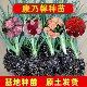 重瓣康乃馨花苗多颜色高杆大花庭院绿植懒人易种活盆栽小苗母亲节
