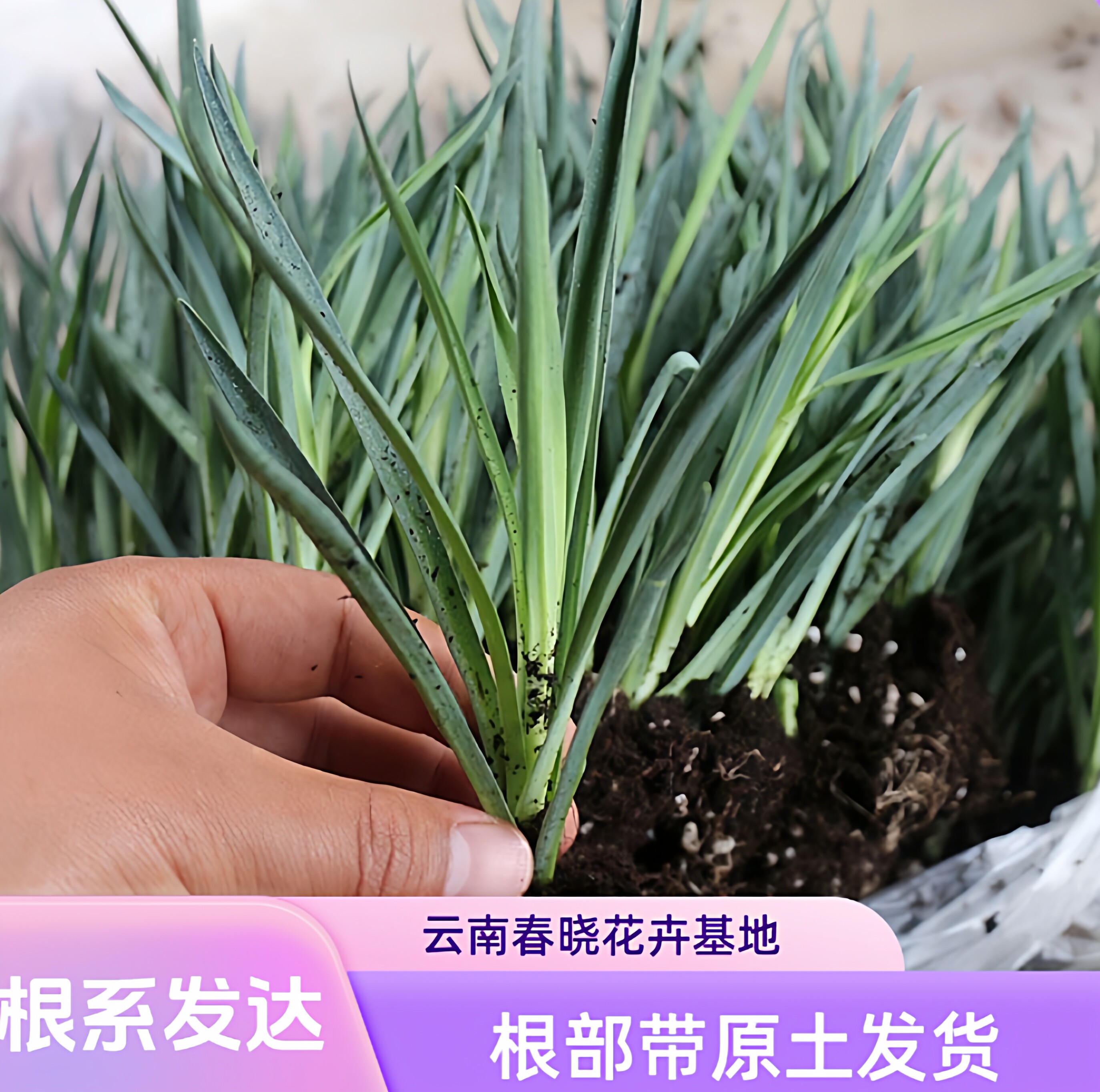 云南发货12棵康乃馨花苗多年生重瓣好种植阳台室内外盆栽花卉植物