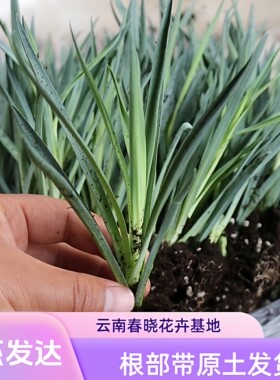 云南发货12棵康乃馨花苗多年生重瓣好种植阳台室内外盆栽花卉植物