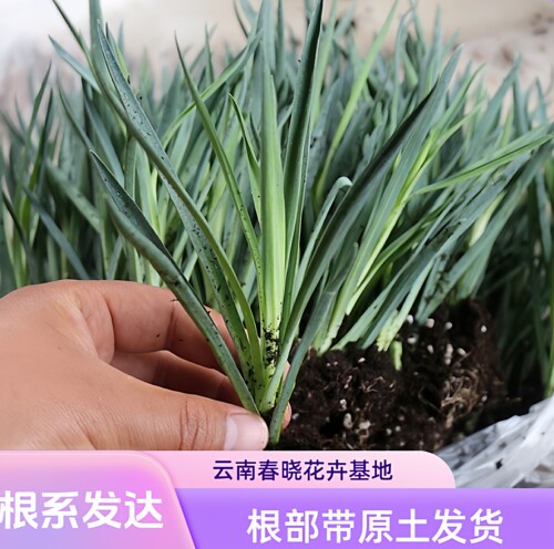云南发货12棵康乃馨花苗多年生重瓣好种植阳台室内外盆栽花卉植物